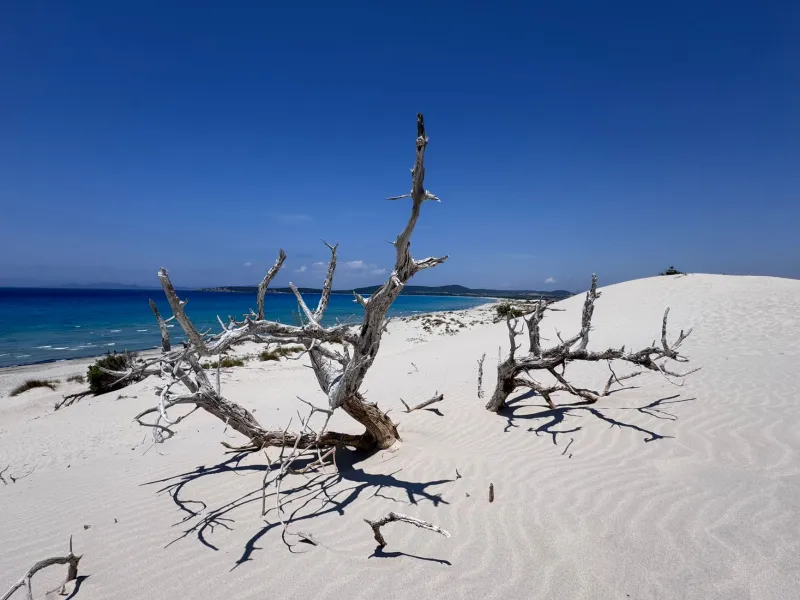 Radici profonde e profumo di macchia: la storia del lentisco che ha dato vita a Lentischi Beach