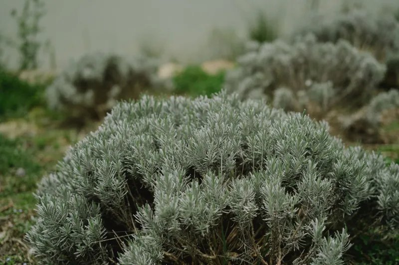Naso in su, occhi aperti: le piante aromatiche della macchia sarda da scoprire a Lentischi Beach