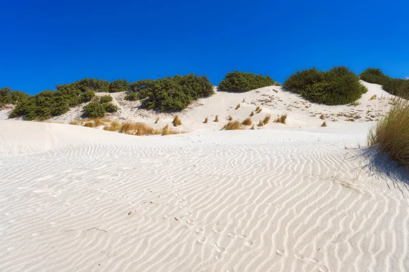 Verde e selvatico: impara a riconoscere il lentisco lungo i sentieri di Lentischi Beach